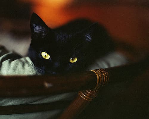 Vito