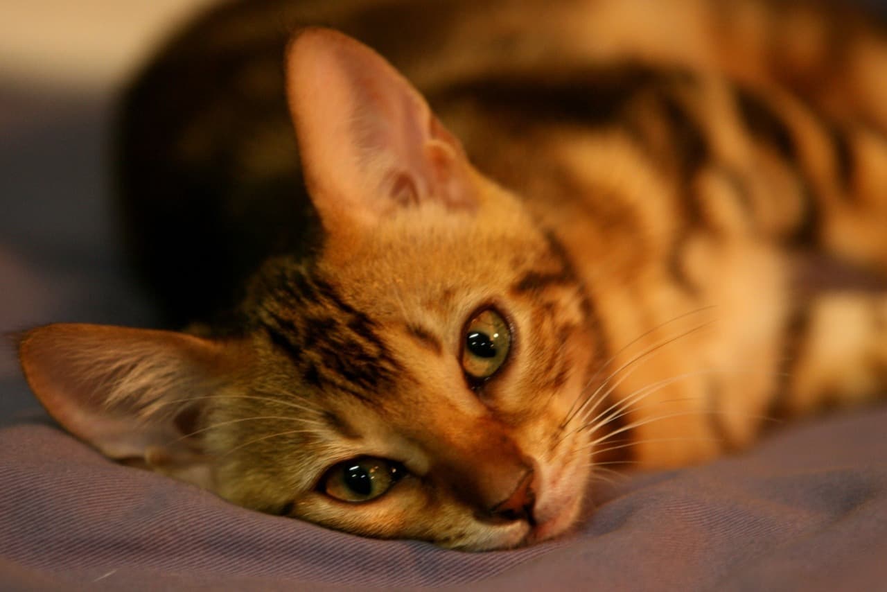 Nala