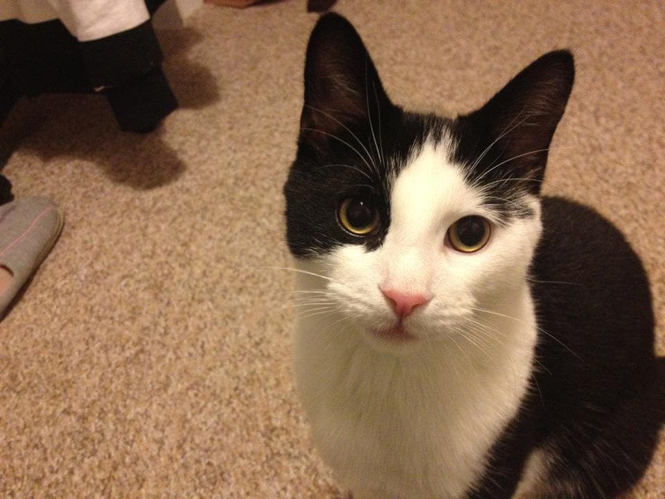 Vito