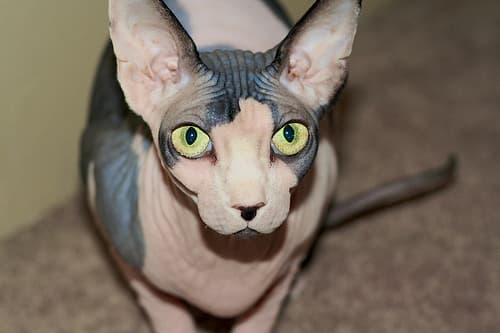 Rex