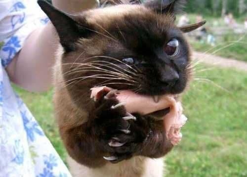 Manchas