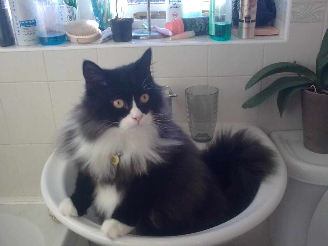 Coco