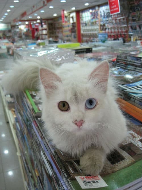 Perla