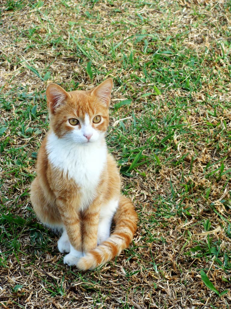 Tuca