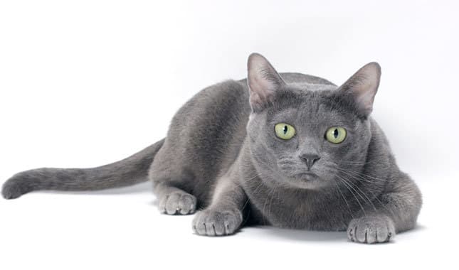 Estrella