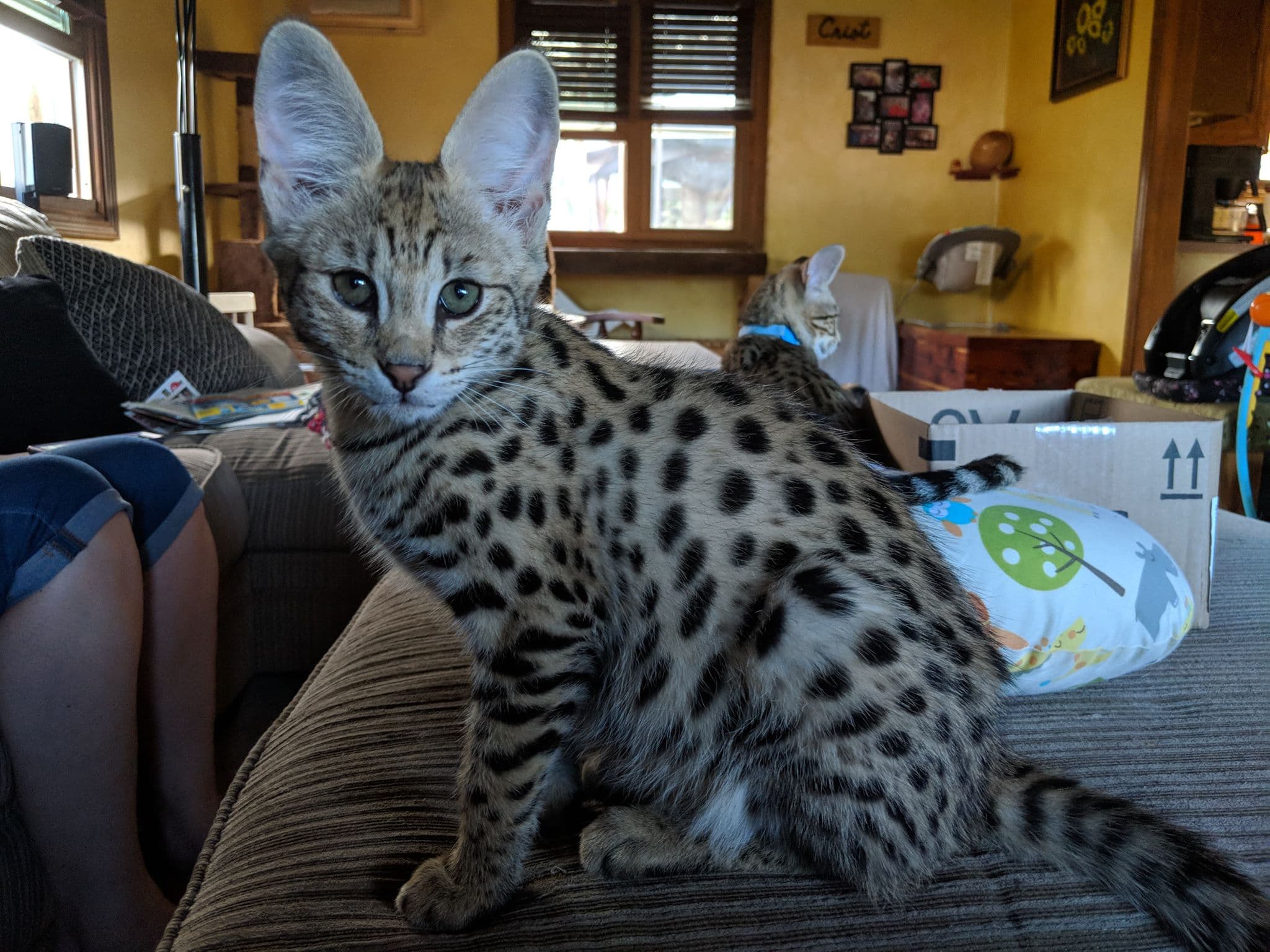Gordo