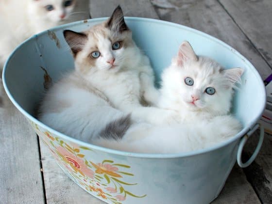 Gatito