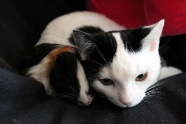 Yuki
