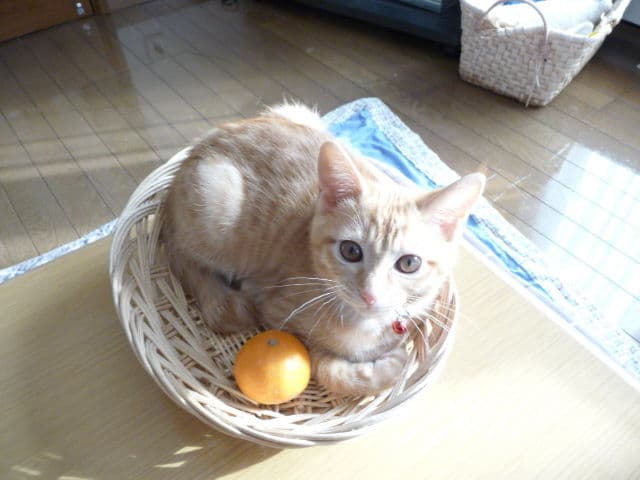 Fito