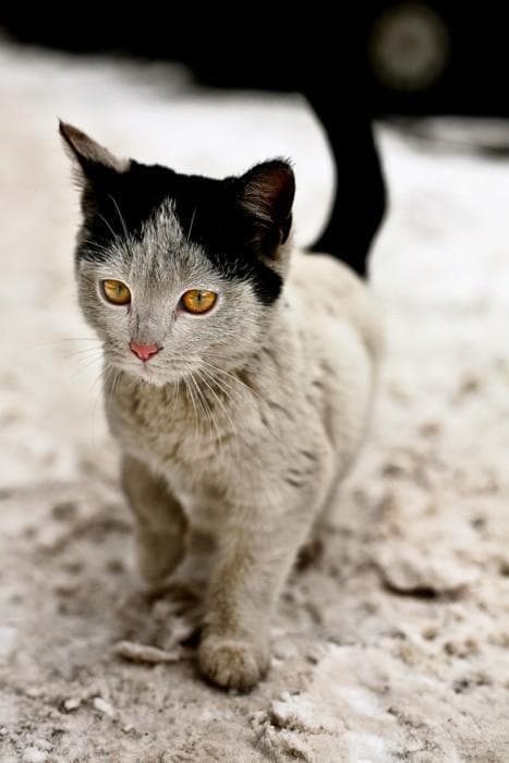 Negrito