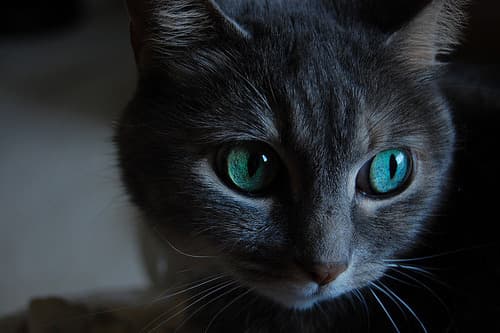 Lola