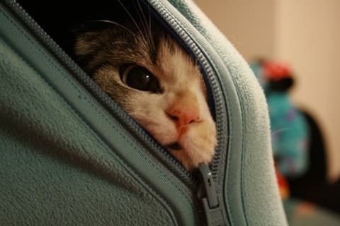 Tita