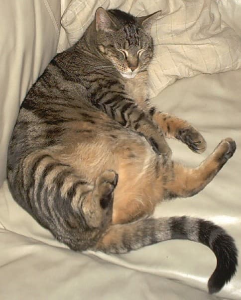 Tango