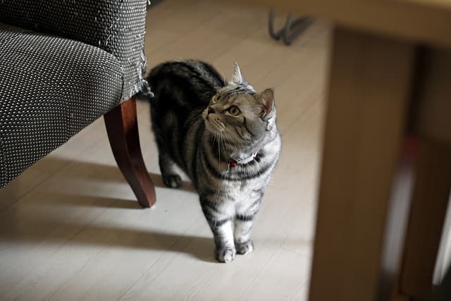 Zeus
