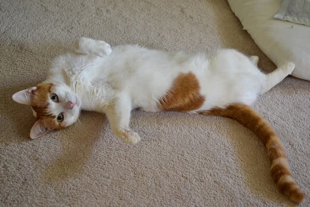 Toby