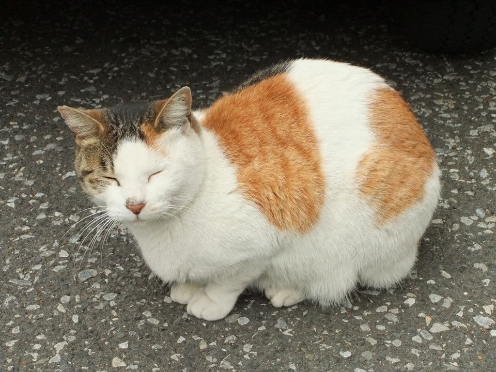 Mia