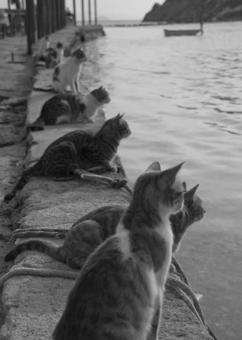 Gatito