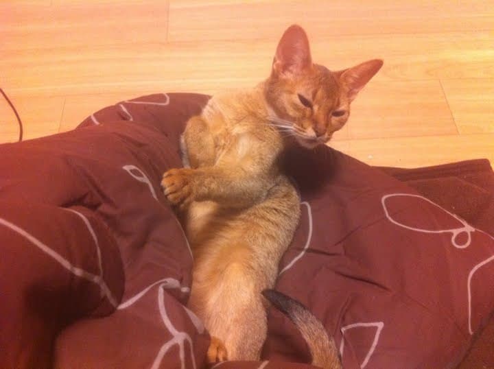Gordo