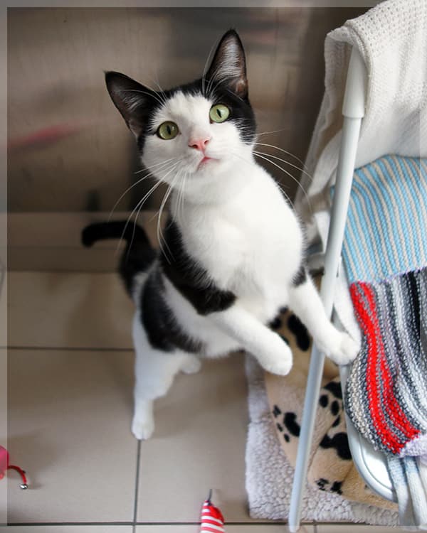 Gatito