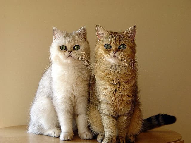 Sultan