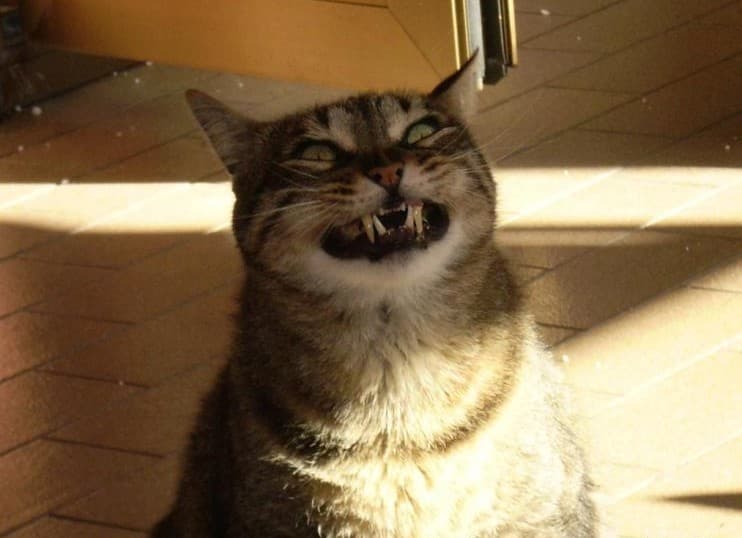 Toto