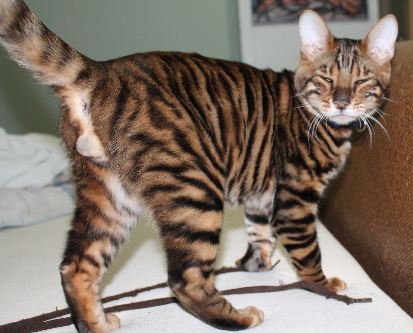 Tigre