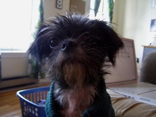 Pancho
