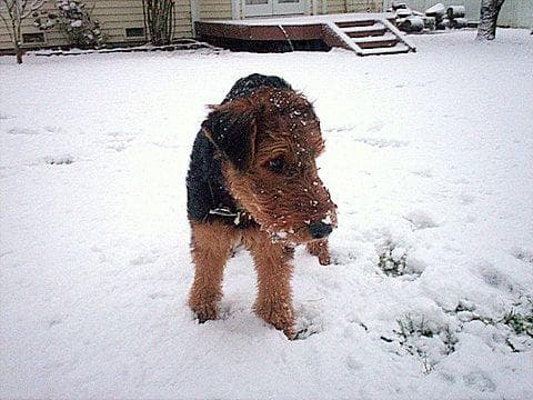 Zeus
