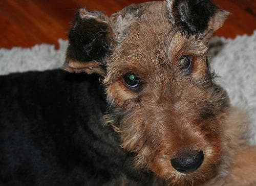 Boby