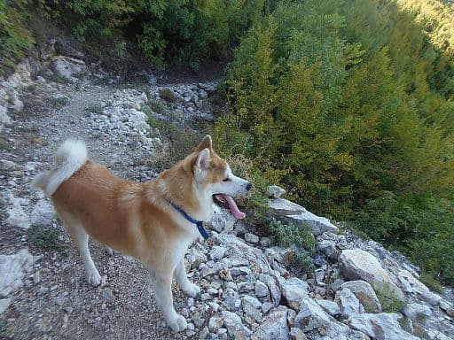 Bruno