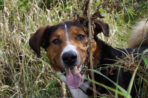 Odie
