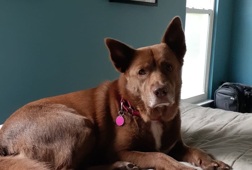 Maya