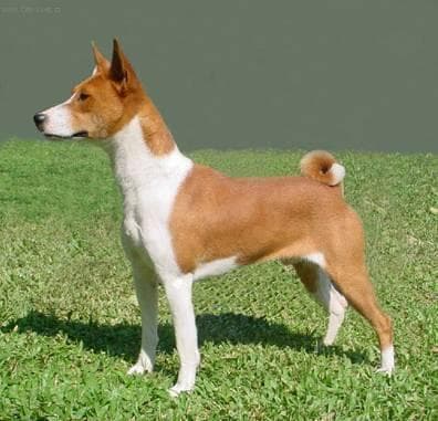 Blanquita