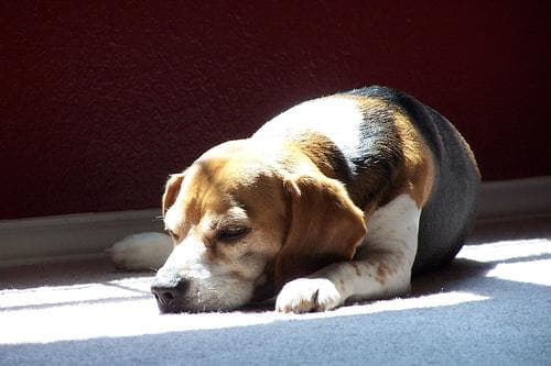 Rufo