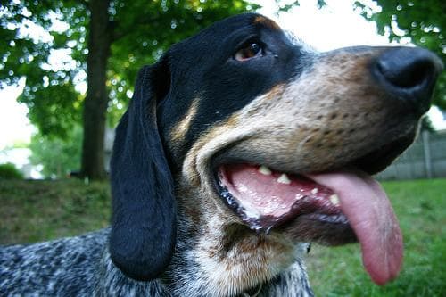 Bruno