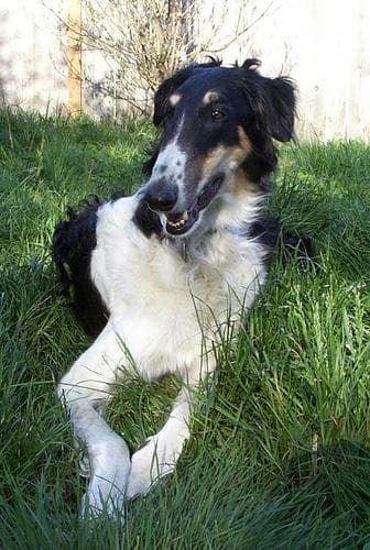 Trueno