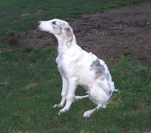 Sultan