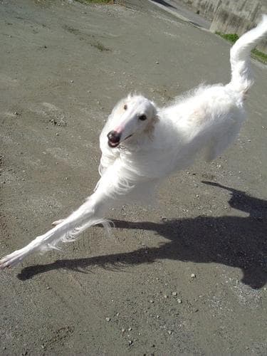 Rex