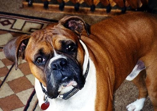 Rufo