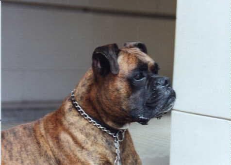 Odie