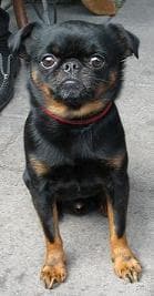 Oso