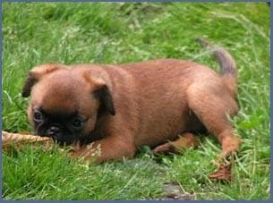 Pumba