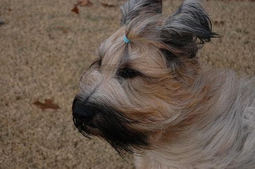 Canela