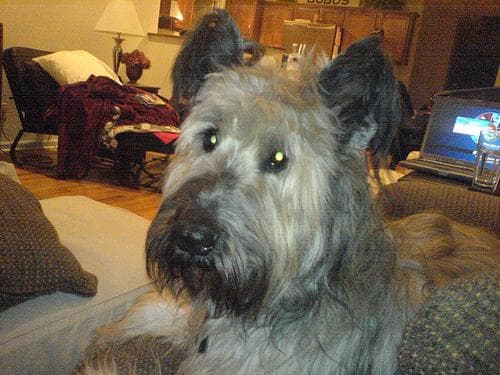 Odie