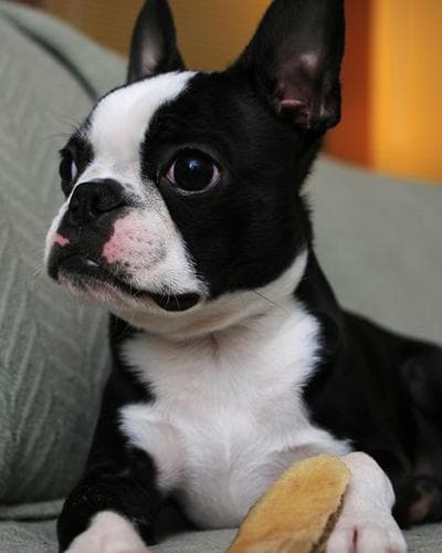 Mochi