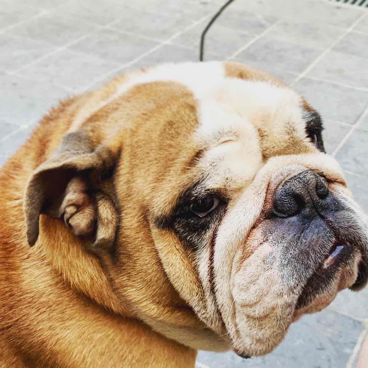 Toto