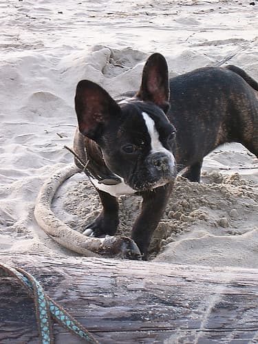 Vito