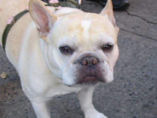 Pancho