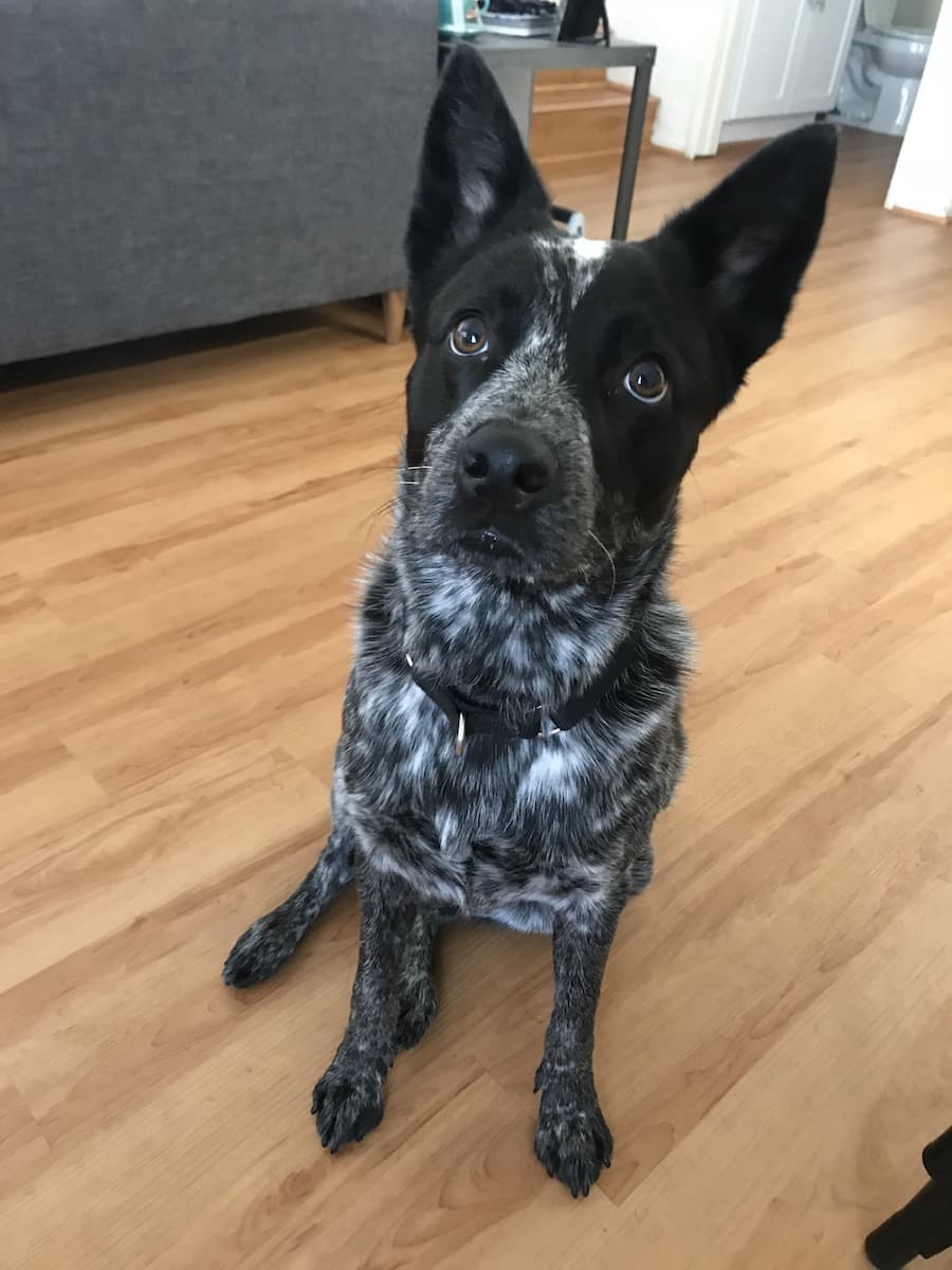 Vito