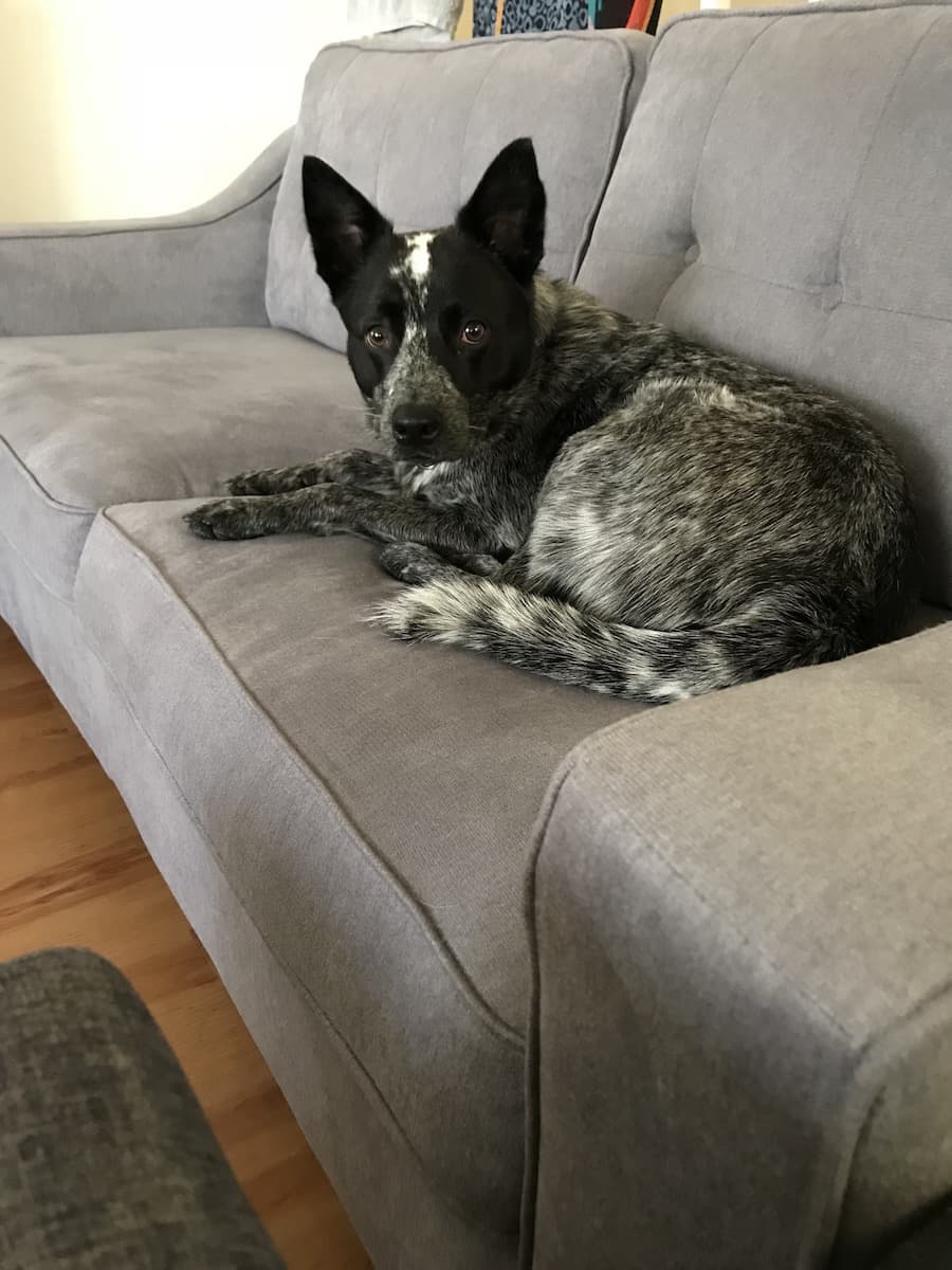 Blanquita